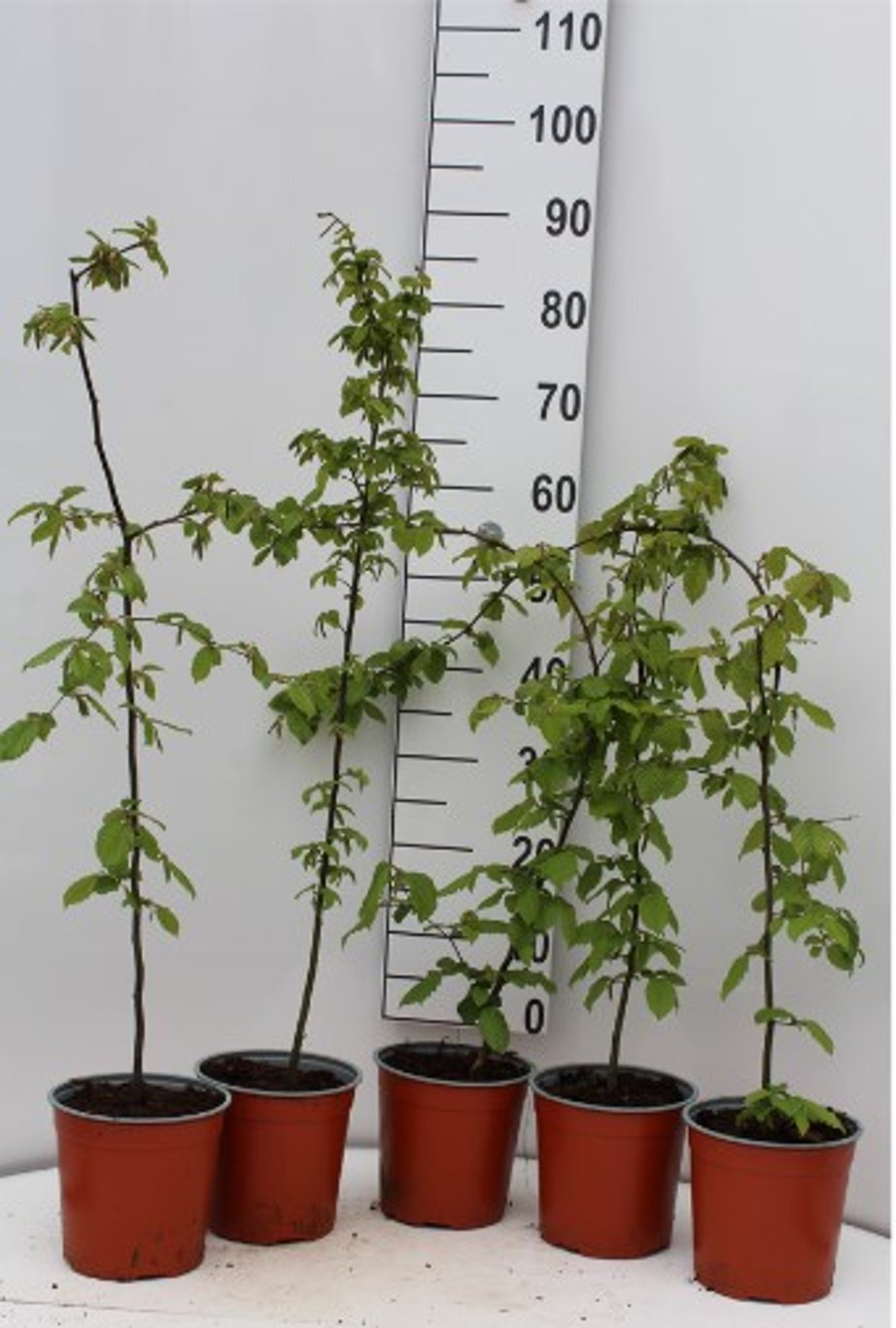 Carpinus betulus - C2.5 60-80 CM